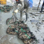 맛조개 가리맛조개 조개구이 조개탕 400g 내외 : 시엘리 마켓