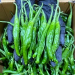 안 매운 꽈리고추 특A급 1kg,2kg,4kg : 푸른잎농산