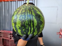 가정용(못난이) 수박 달달아삭 고당도 하우스수박 3kg,5kg,7kg : 위즈 마켓