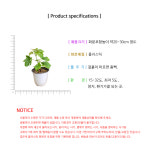 홍주씨들리스포도나무 2개 홍주씨들리스묘목 : 무지개정원