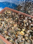 서해안 고창 국산백합(생합) 자연산 부안수산 백합죽,백합탕 1kg : 부안수산