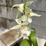 꽃대없음 원더랜드 화이트 페어리 [Wonderland White Fairy] : 찬란한 오키드