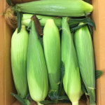 무조건 제주산 특품 초당옥수수 고당도 평균 19brix 산지직송 5개 : 하니의농장