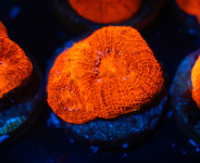 CE 메탈릭 오렌지 바우어뱅키 : 코통령