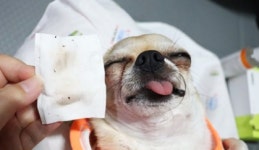 헬로마이펫 강아지 눈세정제 천연 애견 눈물자국 눈물냄새 아이클리너 120ml : 헬로마이펫