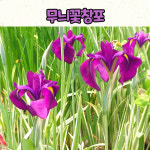 무늬꽃창포(4치 포트) 꽃창포 야생화 / 노지월동 : 야생화 K몰