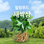 안성 구름밭농장 새싹삼 새싹인삼 : 정담 마켓