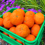 [농장직송] 제주 카라향 3kg 5kg 10kg 가정용 못난이 : 천혜서귀포레드향