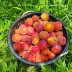 영천 햇 살구 2kg 플럼코트 하모니 티파니 심포니 만금 살구 자두 특품 산지직송 : 하니의농장