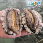 완도맘 완도 활전복 1kg+세척솔 전복 특대 대통령전복 사이즈별 : 완도맘