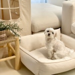 강아지 방석 여름 쿨 방석 고양이 커버분리 애견 쿠션 쿨아이보리 M : 킁킁펫