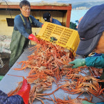 홍게 자숙 당일조업 후포항 붉은 제철음식 대게 수율 80% 1.75kg 3.5kg : 풍요로운 바다