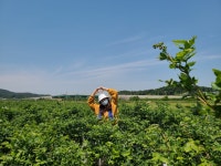 경기도 화성 블루베리 농촌 체험 예약 수확 체험 티라미수만들기 무농약 체험농장 어린이 : 보라마켓boramarket