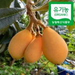 유기농 완도 비파 열매 생과 2Kg : 한국농수산식품