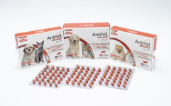 안티놀 래피드 30정 (강아지 고양이 관절 슬개골 영양제) : 구름동물병원