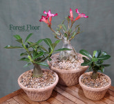석화 아데니움 오베슘 사막의 장미 빈티지토분 인테리어식물 : Forest Floor