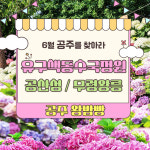 [공주-기차] 6/28 29확정 유구색동수국정원 수국축제 무령왕릉 공산성 국내당일기차여행 : 착한여행6952