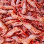 경북 울릉군 산지직송 산소포장 자연산 독도 꽃새우 33미 500g 내외 : 제이에이 컴퍼니