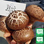 표고버섯 하루 10개 상중품 하품 산지직송 생표고[꿈을파는버섯농장] : 꿈파농장.꿈을파는버섯농장