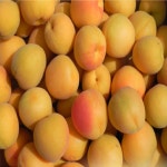 영천 산지직송 살구 특품 1kg 2kg 5kg 옹골찬 가정용 주스용 수제청 만금살구 : 아달달농산