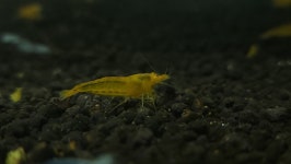 관상용새우 / 아우룸 새우(aurum shrimp) 1마리 (1cm전후)  (비쉬림프) : 소마 새우농장