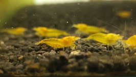 관상용새우 / 아우룸 새우(aurum shrimp) 1마리 (1cm전후)  (비쉬림프) : 소마 새우농장