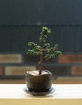 석화회 사계절 상록 분재 : 식물작업실 송하