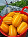 성주 참외 5kg 고당도 벌꿀 참외 3kg 10kg 특품 가정용 못난이 경북 산지직송 : 하니의농장