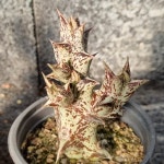 흑룡각 (Stapelianthus Decaryi) 선인장 : 머치고개정원