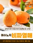 여수 노지 황금비파열매 농장직송 프리미엄 비파열매 예약주문 : 여수 황금비파랜드