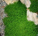 그린카펫 Green Carpet 씨앗 1000립 대포장, 잔디대체 지피식물 : 모야모가든센터