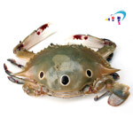 삼점게 냉동꽃게 3kg 6kg 숫꽃게 암꽃게 : 새우몰