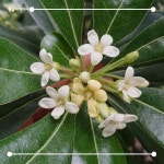 [봄날애제비씨] 만리향나무 대품 돈나무 조경수 식물키우기 꽃나무 : 봄날애제비씨