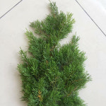 백송 조화나무 6P (50cm) : ANGELIVE