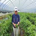 산들가 원기2호 환 고춧잎 정 100g 1통 (1개월분) : 산들자연