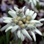 에델바이스(고산솜다리) 씨앗 1000알 대포장 : 모야모가든센터