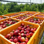 신비복숭아 신선 천도 대극천 딱딱이 복숭아 제철과일 여름과일 : 무배종합몰
