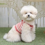 아기코 스트라이프 와플 반려동물 강아지 나시 티셔츠 : 모찌노