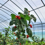 농장직송 청도 산딸기 생과 무농약 당일수확 500g : daily스토어