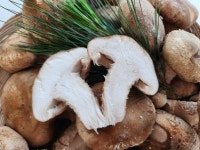 표고와 송이의 만남 송화버섯 가정용 가성비 송화버섯 1kg : 벨라맘마 마켓