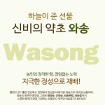 국내산 와송 즙 100ml 60포[엄마애손] 올해 수확한 생 와송 진액 엑기스 : 나나몰 nanamall