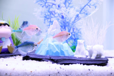 어항장식 (빙산과 백곰) 열대어 금붕어 수족관꾸미기 : 오냥이와물꼬기