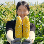 초당옥수수 제철 맛있는 옥수수 특품 미니 못난이 : 랄라푸드