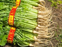 김장용 열무 얼갈이 2kg , 4kg : 형제직판장