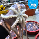 동해안 활 발문어 1kg 낙지문어 참문어 : 파머스 718