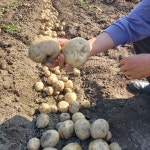 5월 수확 포슬포슬 산지직송 노지 햇 수미감자 2kg 3kg 5kg : 장벽없는세상