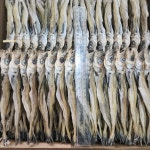 160급부터 80급까지 줄 노가리 5줄 청해원 맛있는 노가리 : 청해원