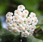목부작 호야 로툰디플로라 Hoya rotundiflora 행잉식물 공중식물 인테리어식물 : 식집살이.