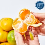 제주 서귀포 효돈 천혜향 한라봉 레드향 한박스 5키로 3키로 1키로 1박스 택배 : 우리바다농수산