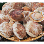 대왕 참가리비 1kg 2kg 3kg 특대 큰 가리비 캠핑 조개구이 (1kg당 7-10미) : 킹스타수산